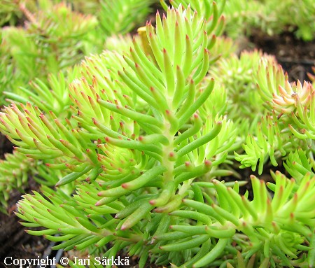 Sedum rupestre 'Thomas Boren', kalliomaksaruoho